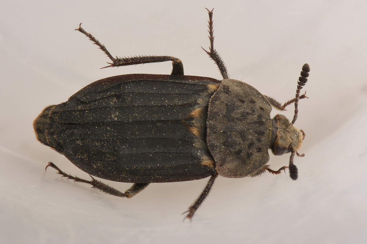 Silphidae, Thanatophilus sinuatus? S, femmina